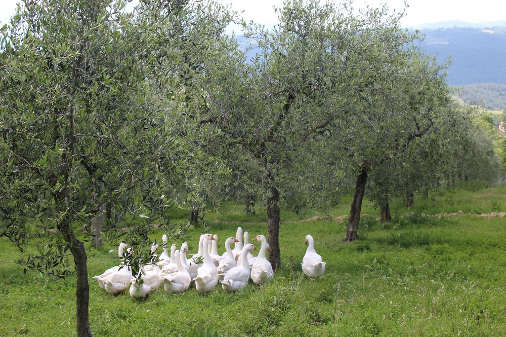 La Corte Dei Banchetti Gualdo Cattaneo Eksteriør bilde